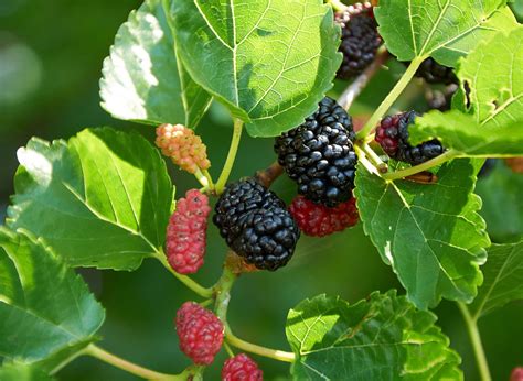 mulberry tree fruit.